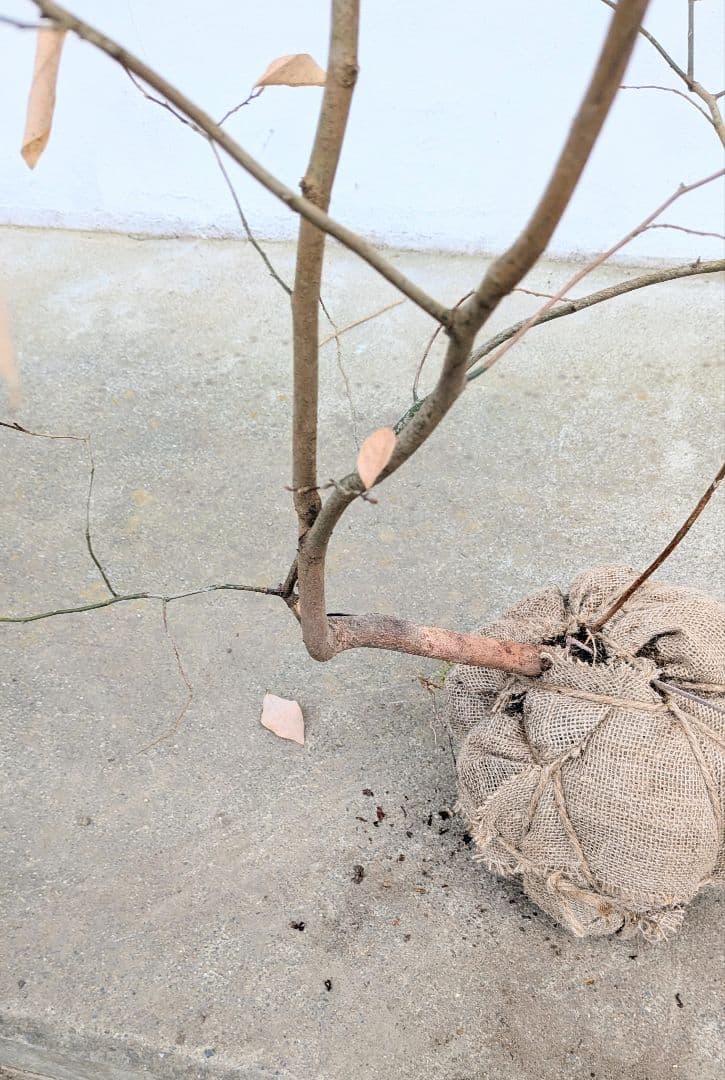 暖色。山採りヤマコウバシ。