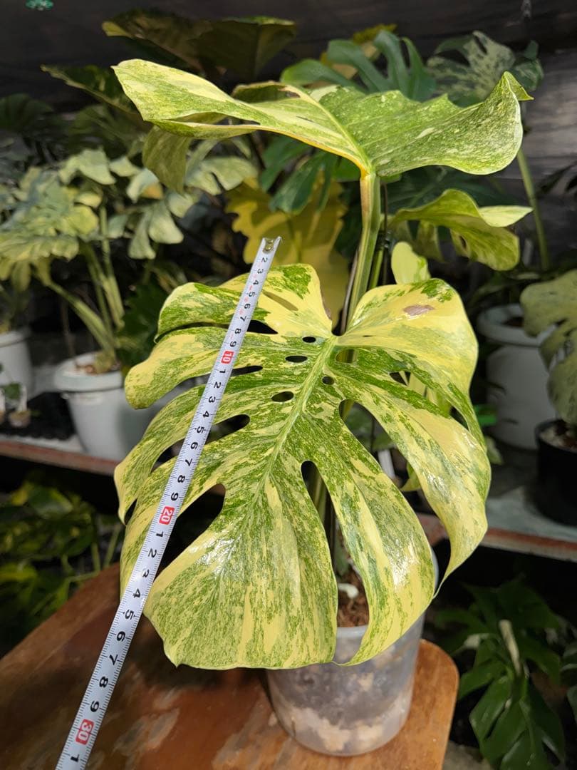 早い者勝ち　モンステラ　デリシオーサ　レガシー　久々絶美斑入り株