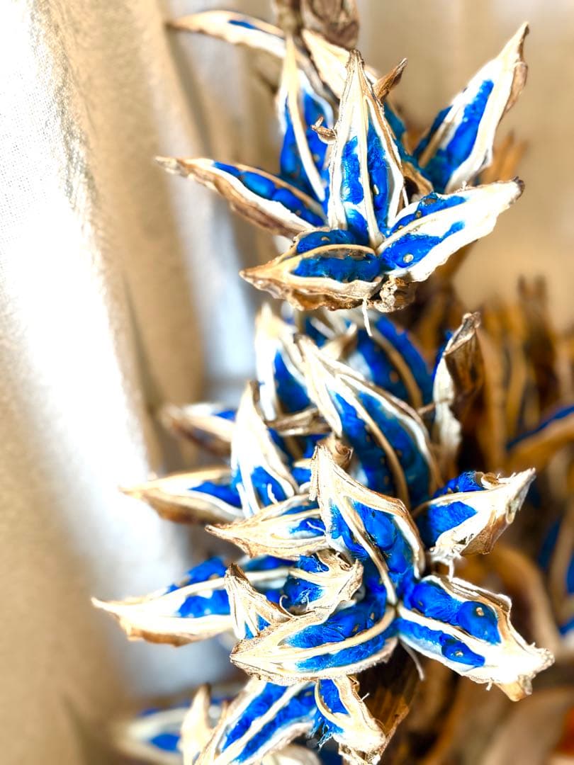 75 旅人の木 11房 特別割引価格 今季物 逸品 宮古島産