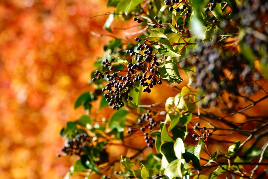 CANON キャノン EF 100-300mm F5.6 L