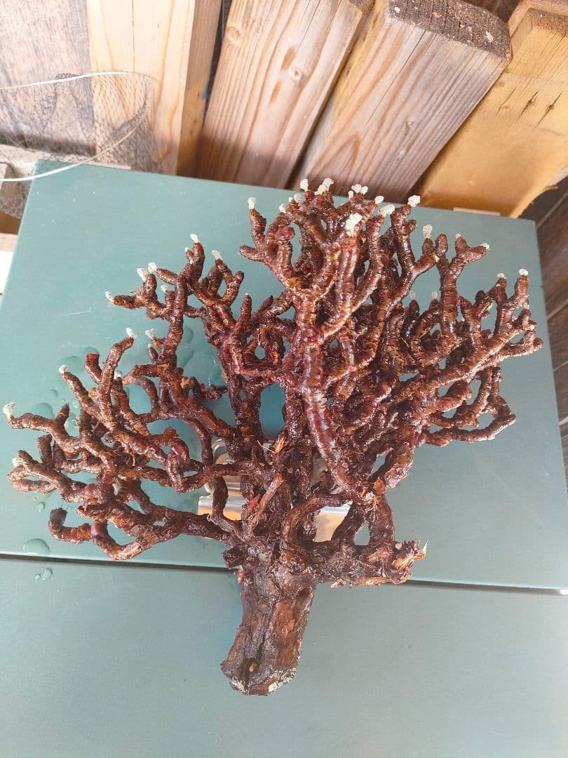 s*h様 ペラルゴニウムミラビレ