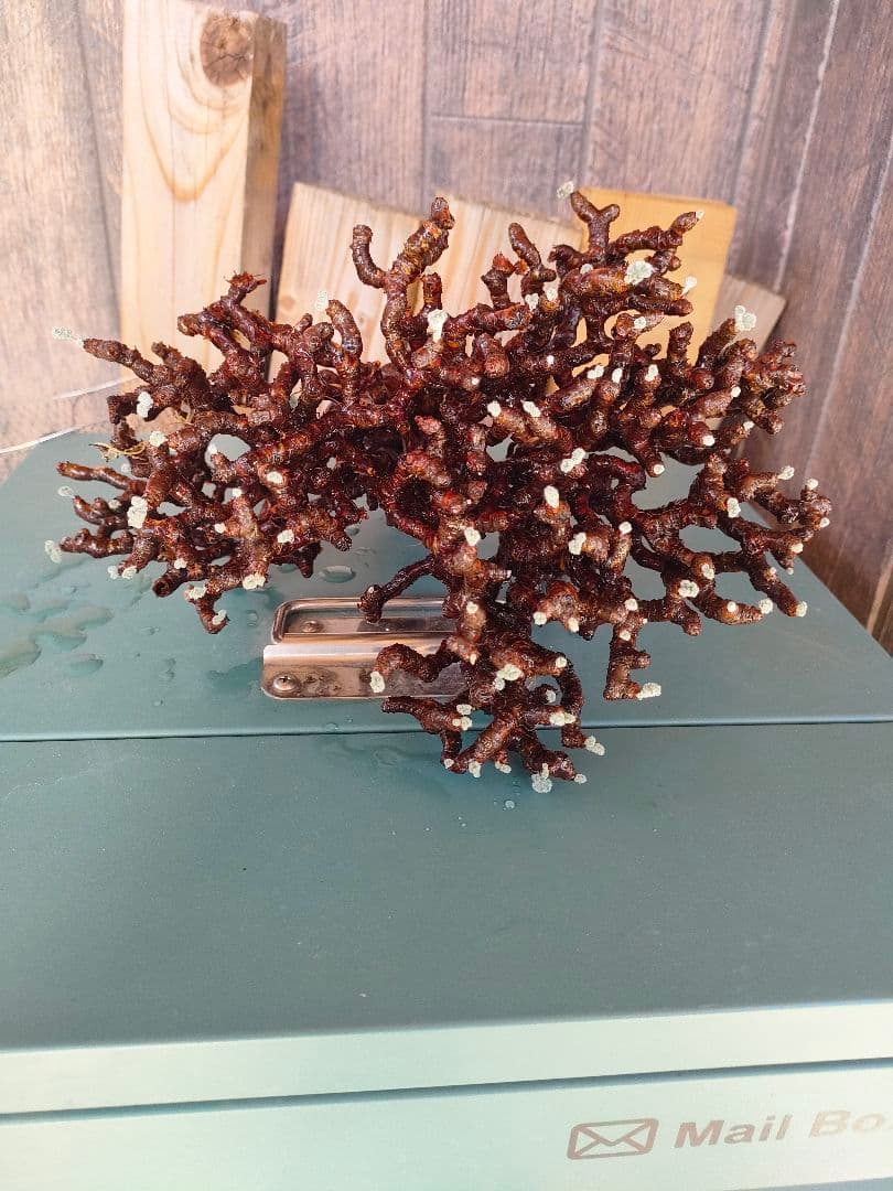 s*h様 ペラルゴニウムミラビレ