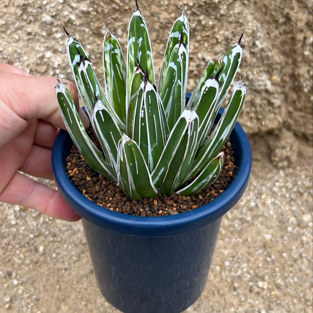 アガベ　笹の雪　極氷山　白虎斑