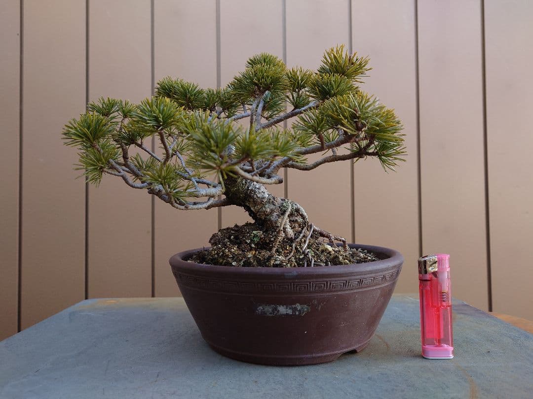 盆栽　松国宝　五葉松　樹高22cm