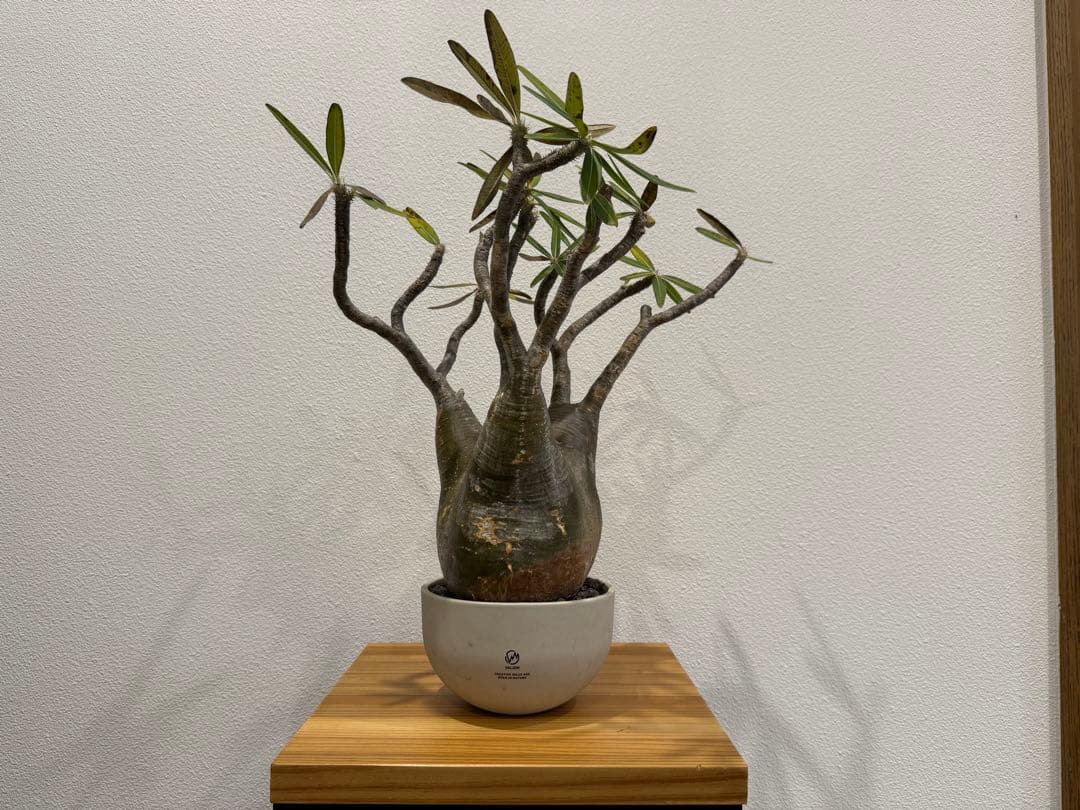 パキポディウム・グラキリス　VALIEM SKULL バリエム