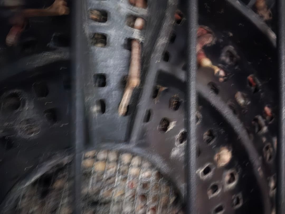 専用出品 セットリピ割 ユッカ リネアリフォリア (せ)