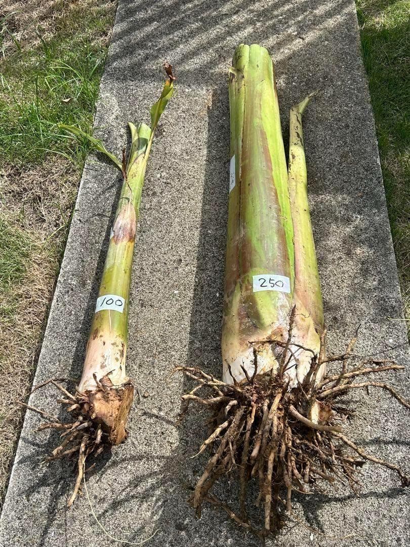 準親株！255cm巨大苗◆スーパードワーフ・キングナムワ◆関東露地&鉢植可◆耐寒