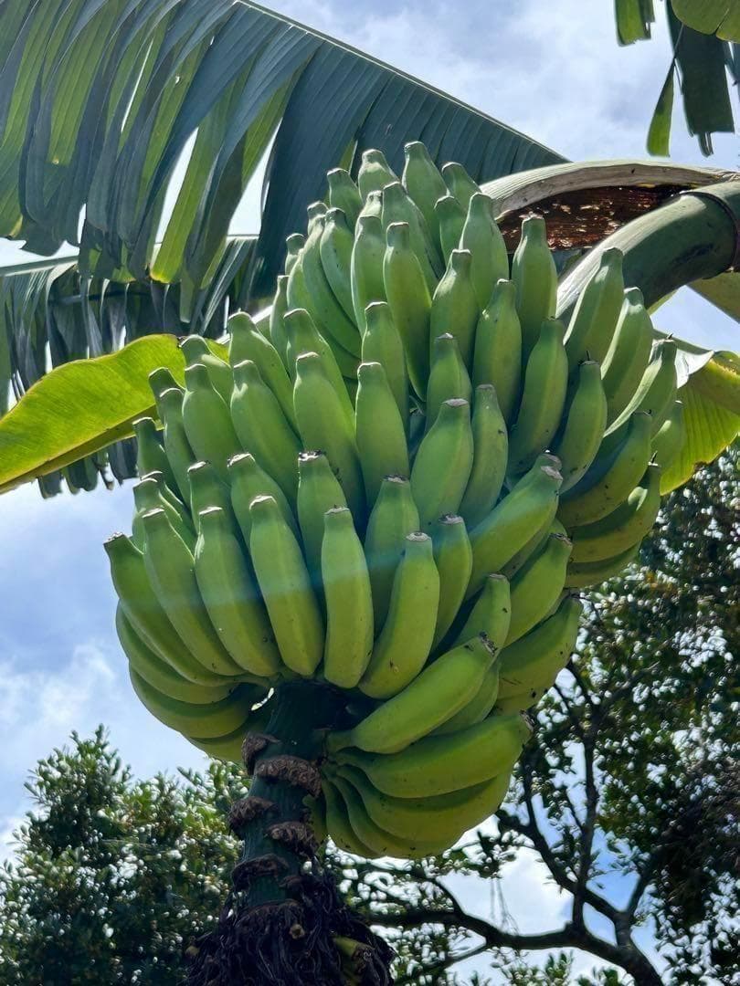 準親株！255cm巨大苗◆スーパードワーフ・キングナムワ◆関東露地&鉢植可◆耐寒