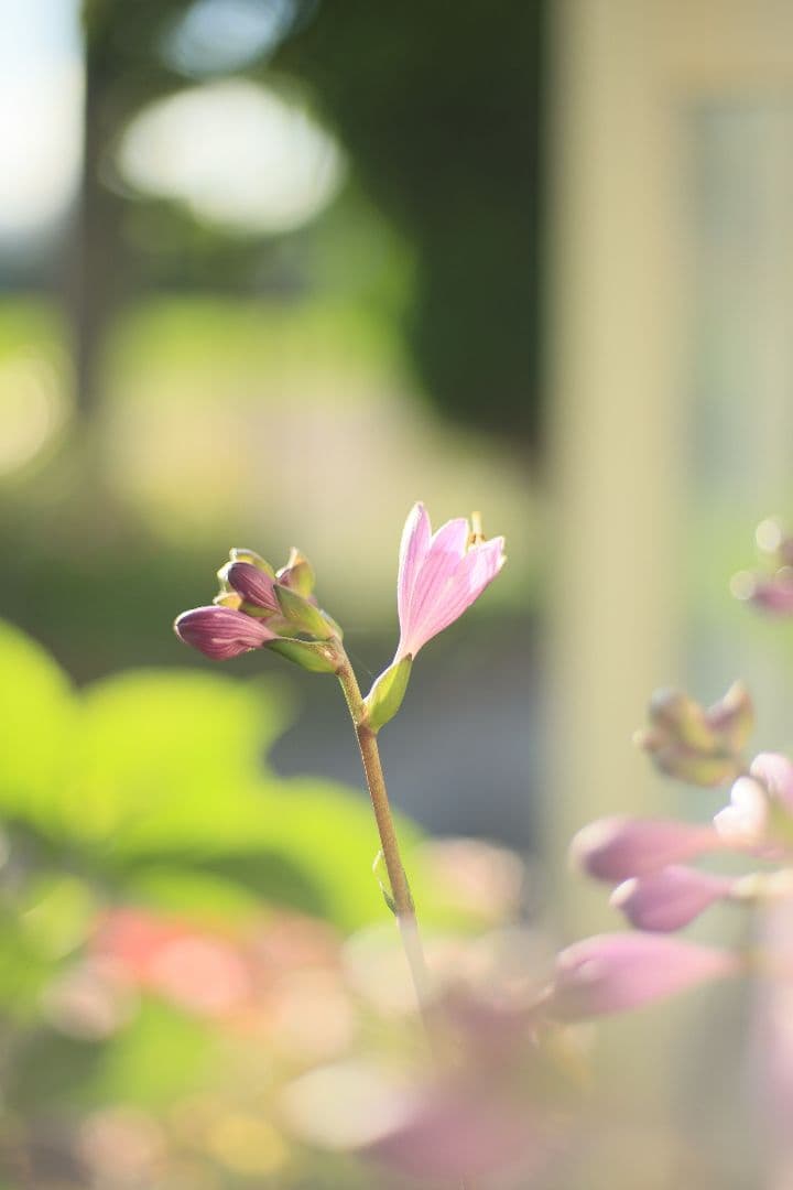 YASHICA AUTO YASHINON DS-M 50mm F1.7【良品】