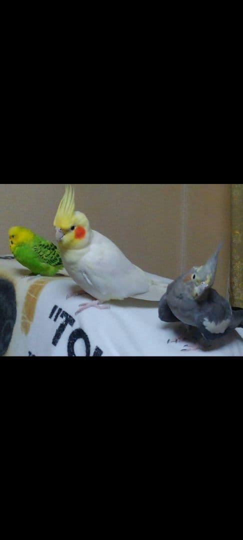 オカメインコ❤