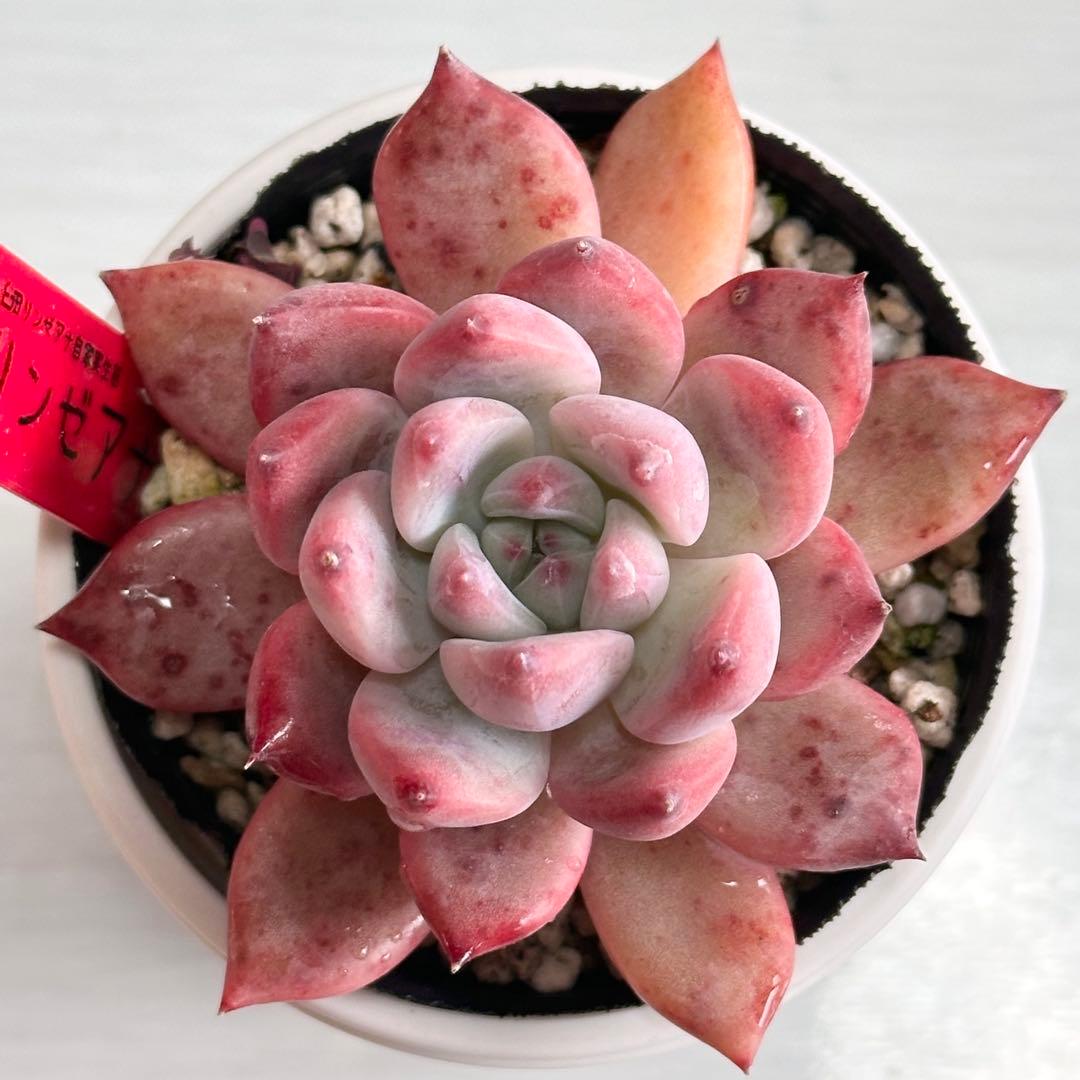 ゆ*河様 多肉植物　臼田リンゼアナ　実生苗　ポットごと発送いたします！