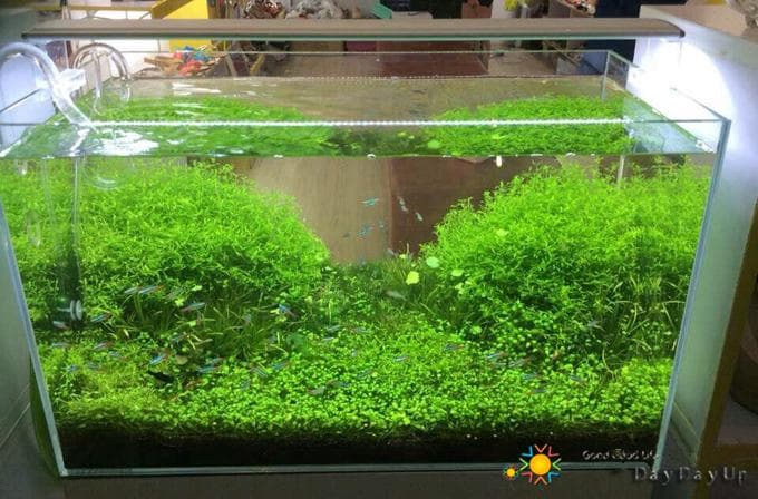 レア ハイパワー LEDライト 60cm 水草 水槽用 照明　25W