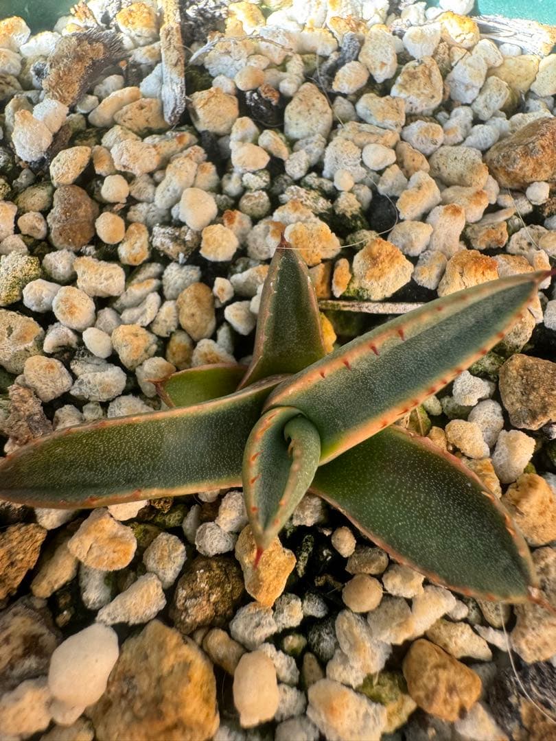 アガベ Agave parryi ssp neomexicana Sunspot 265