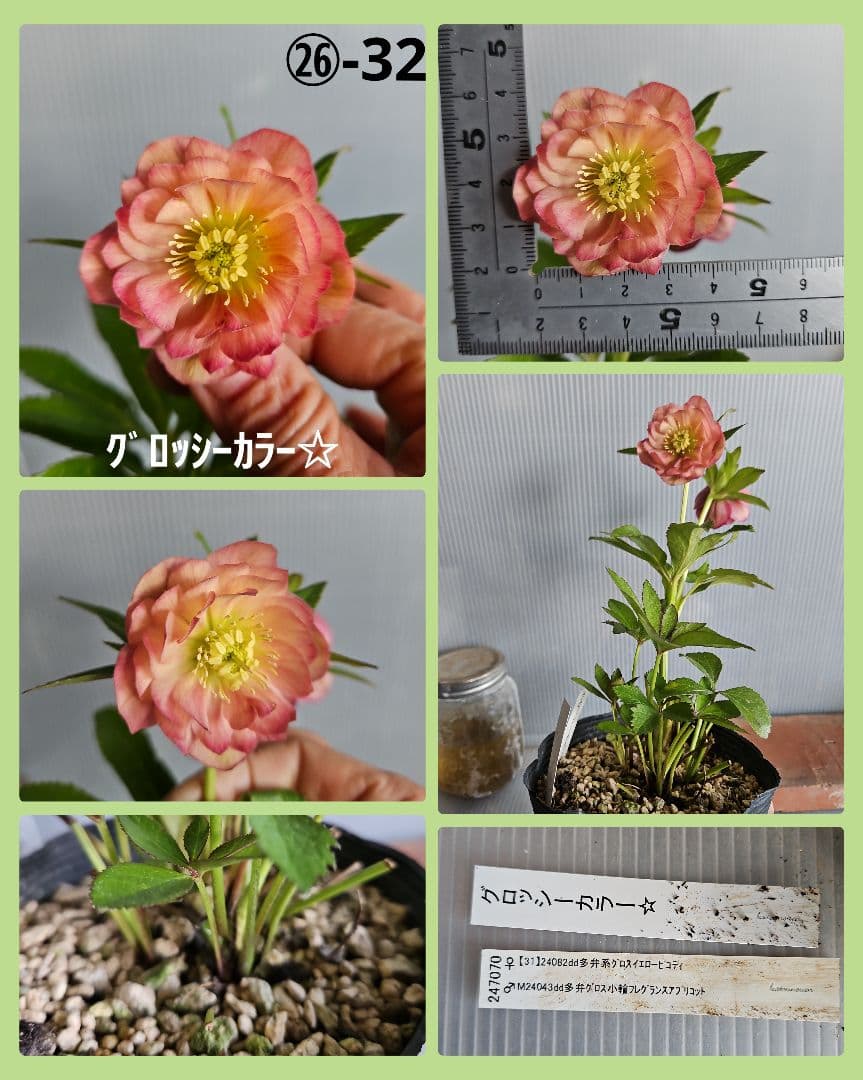96猫様ご購入苗㉖-24㉖-25㉖-32クリスマスローズ