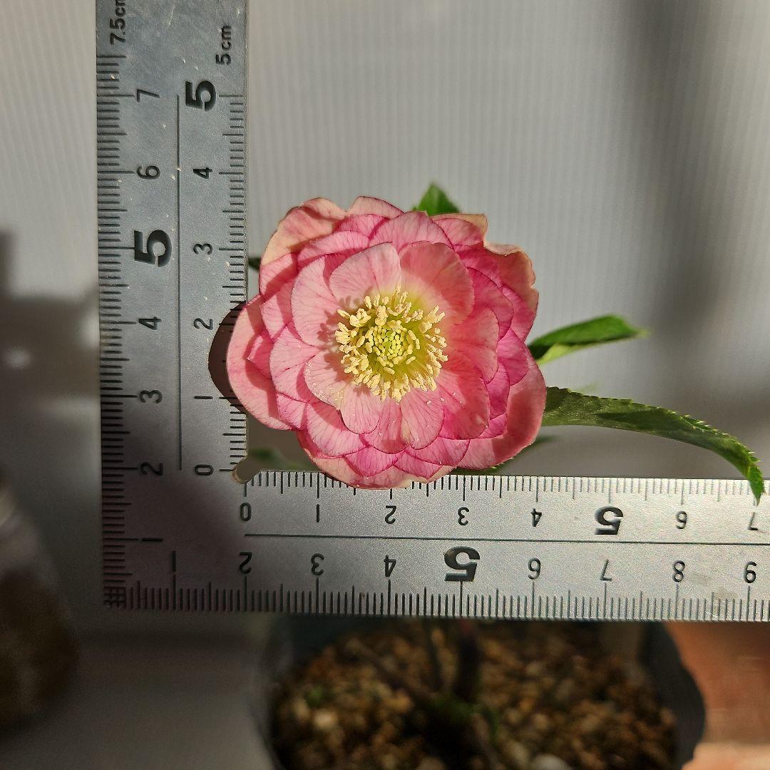 96猫様ご購入苗㉖-24㉖-25㉖-32クリスマスローズ