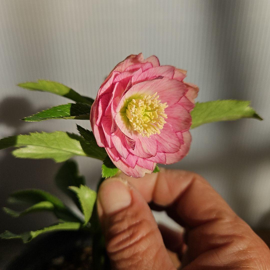 96猫様ご購入苗㉖-24㉖-25㉖-32クリスマスローズ