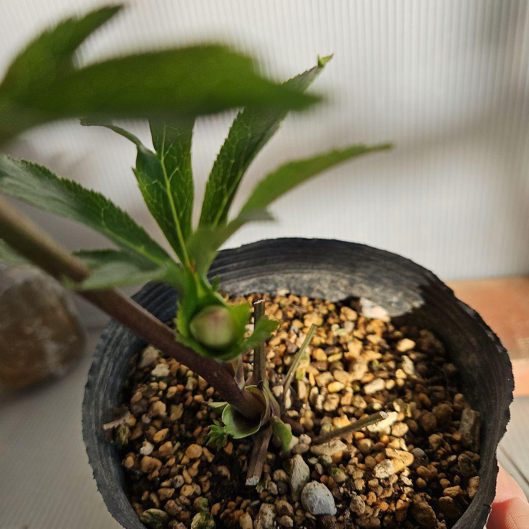 96猫様ご購入苗㉖-24㉖-25㉖-32クリスマスローズ