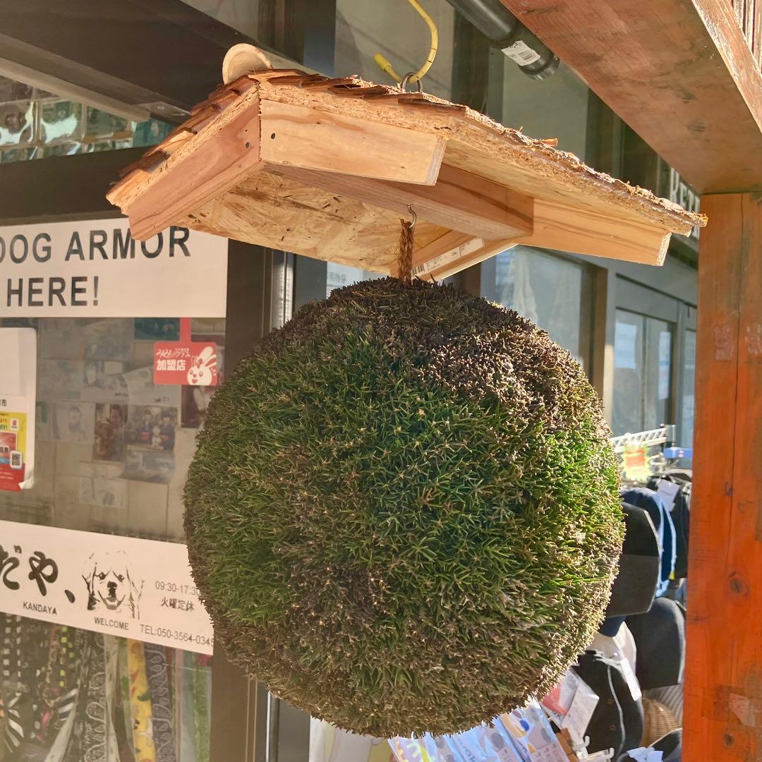 杉玉【屋根付き】①