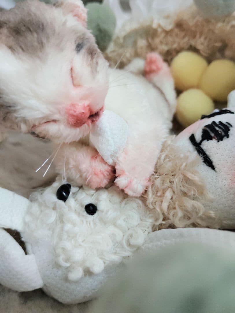 ママ募集❤生後１日子猫ちゃん♡バスケットとクマたん♡アートドール♡ぬいぐるみ♡