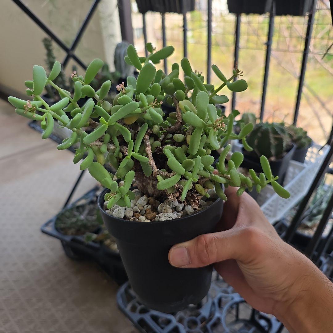 ケラリアピグマエア　美フォルム　現地球