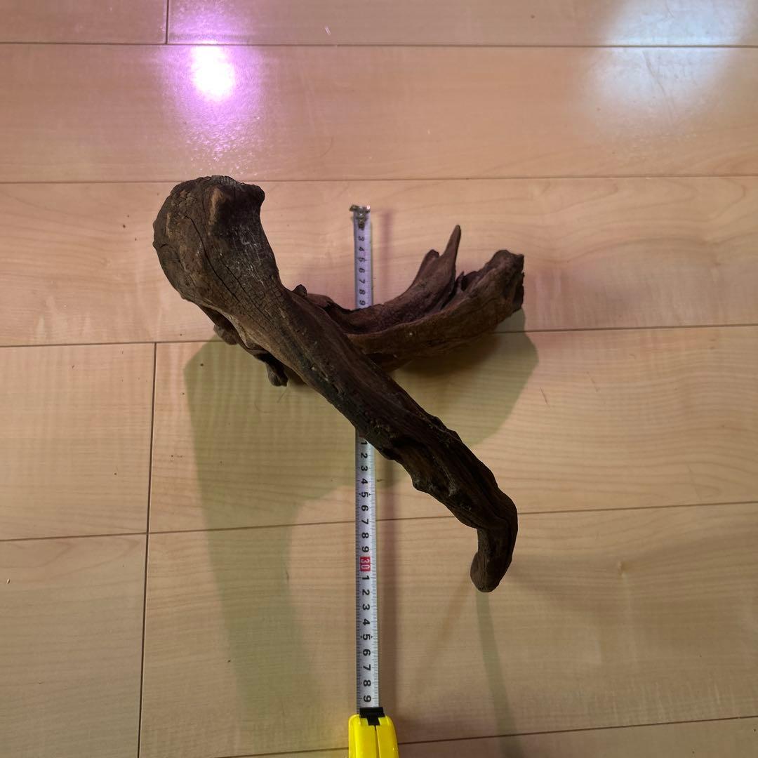 ADA ホーンウッド　L〜XL サイズ