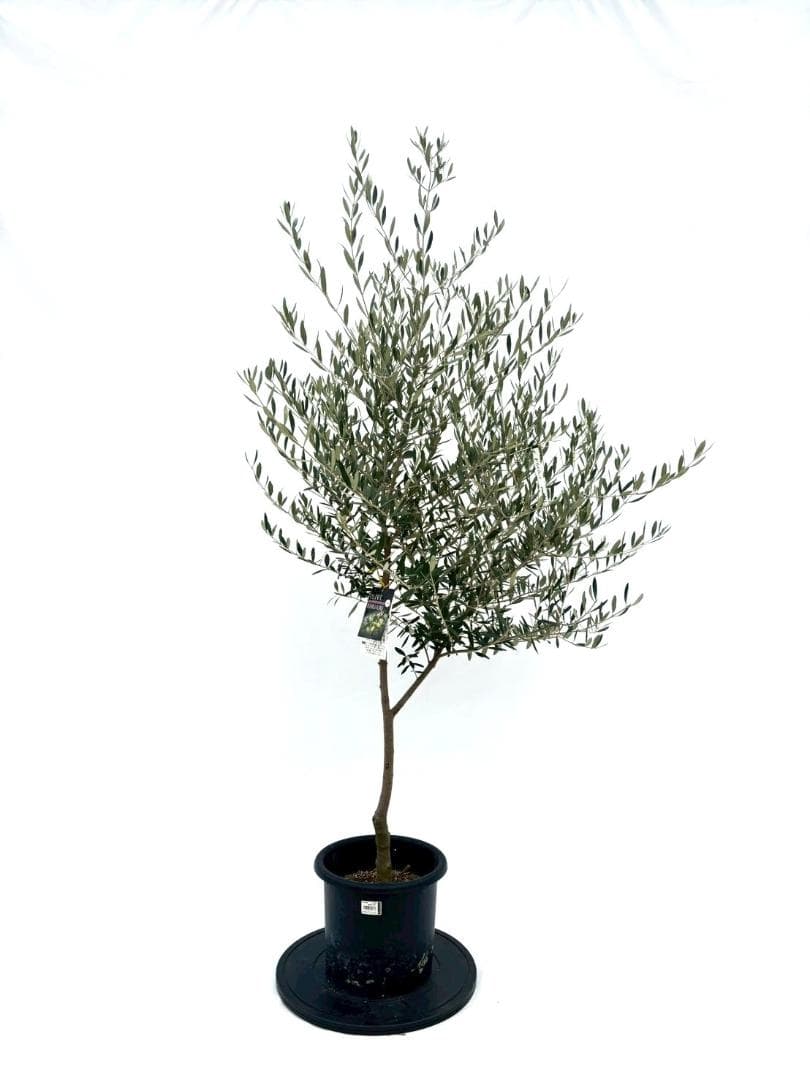 オリーブの木　ネバディロブランコ　8号　約165cm　NO.863　人気　現品
