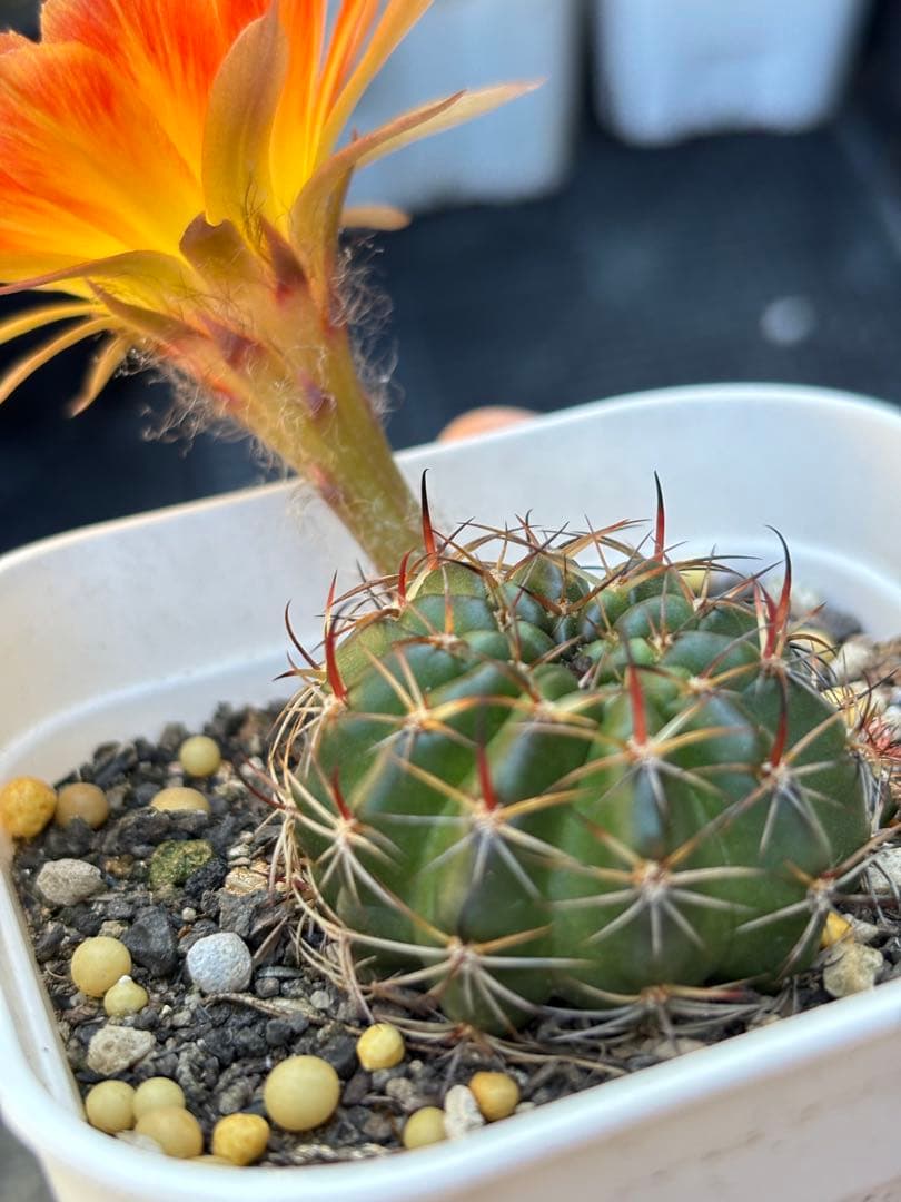 多肉植物　花サボテン　ロビビア属　L-33