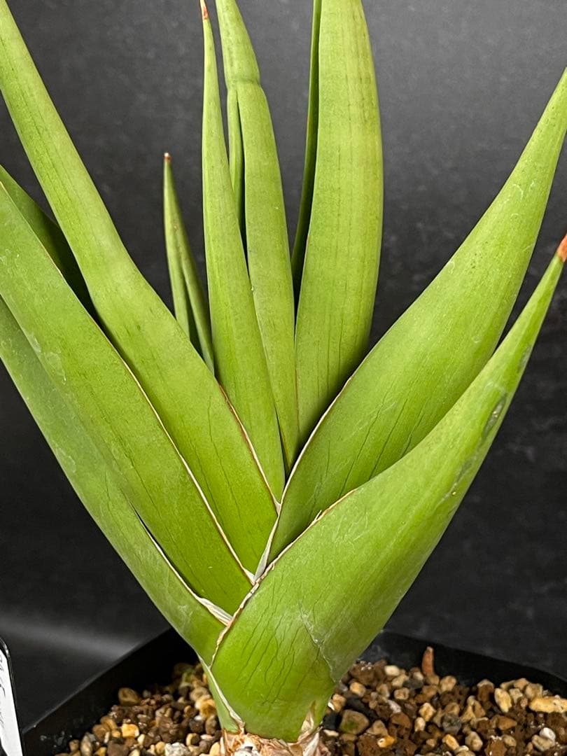 EMP サンセベリア チャニン / 親株 SA65