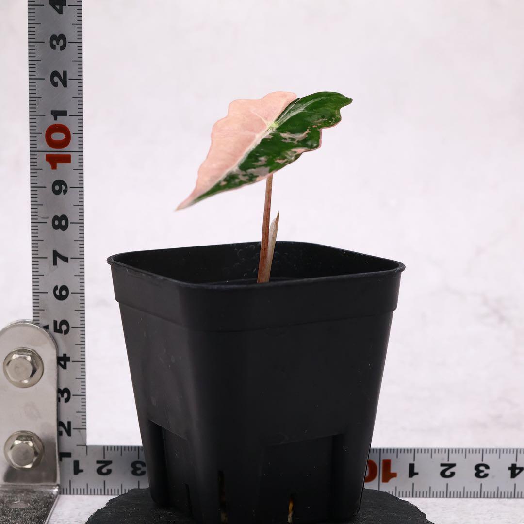 アロカシア ノビリス ピンク 斑入り