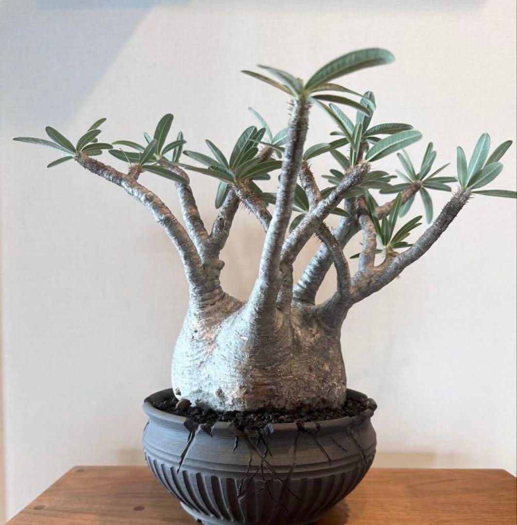 パキポディウム　グラキリス現地株　美株 ワイルドヘブン鉢植え込み