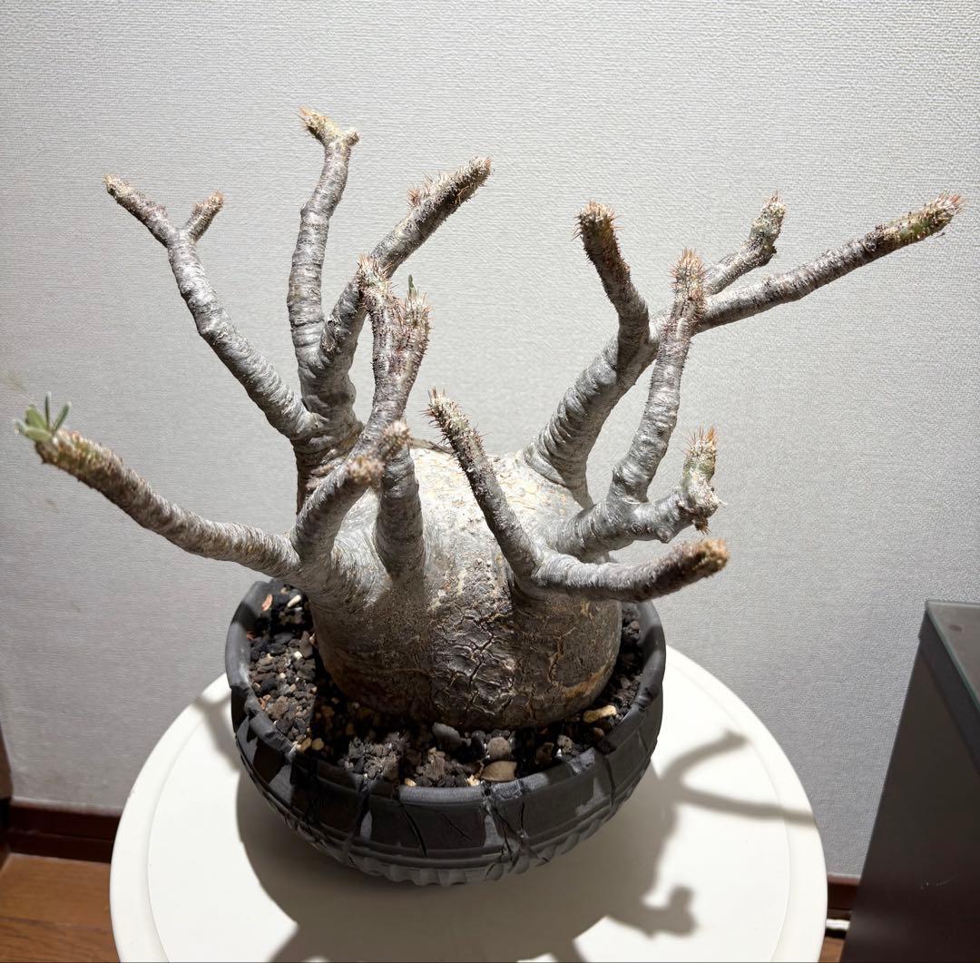 パキポディウム　グラキリス現地株　美株 ワイルドヘブン鉢植え込み