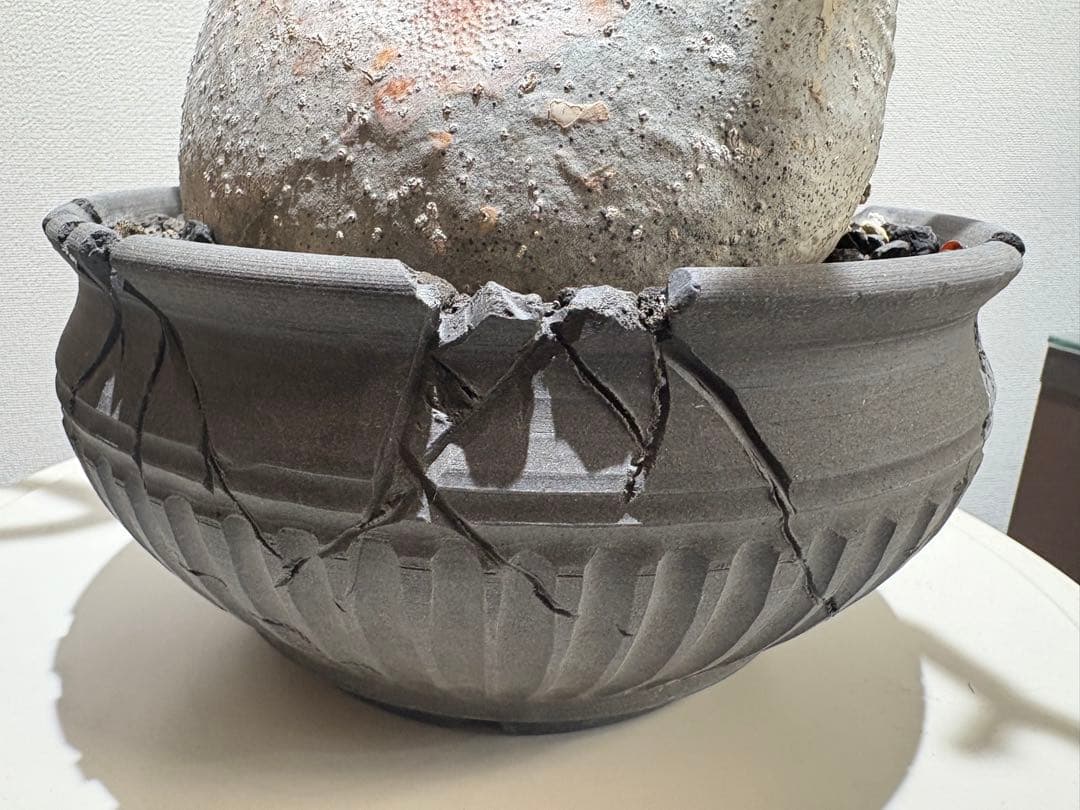 パキポディウム　グラキリス現地株　美株 ワイルドヘブン鉢植え込み