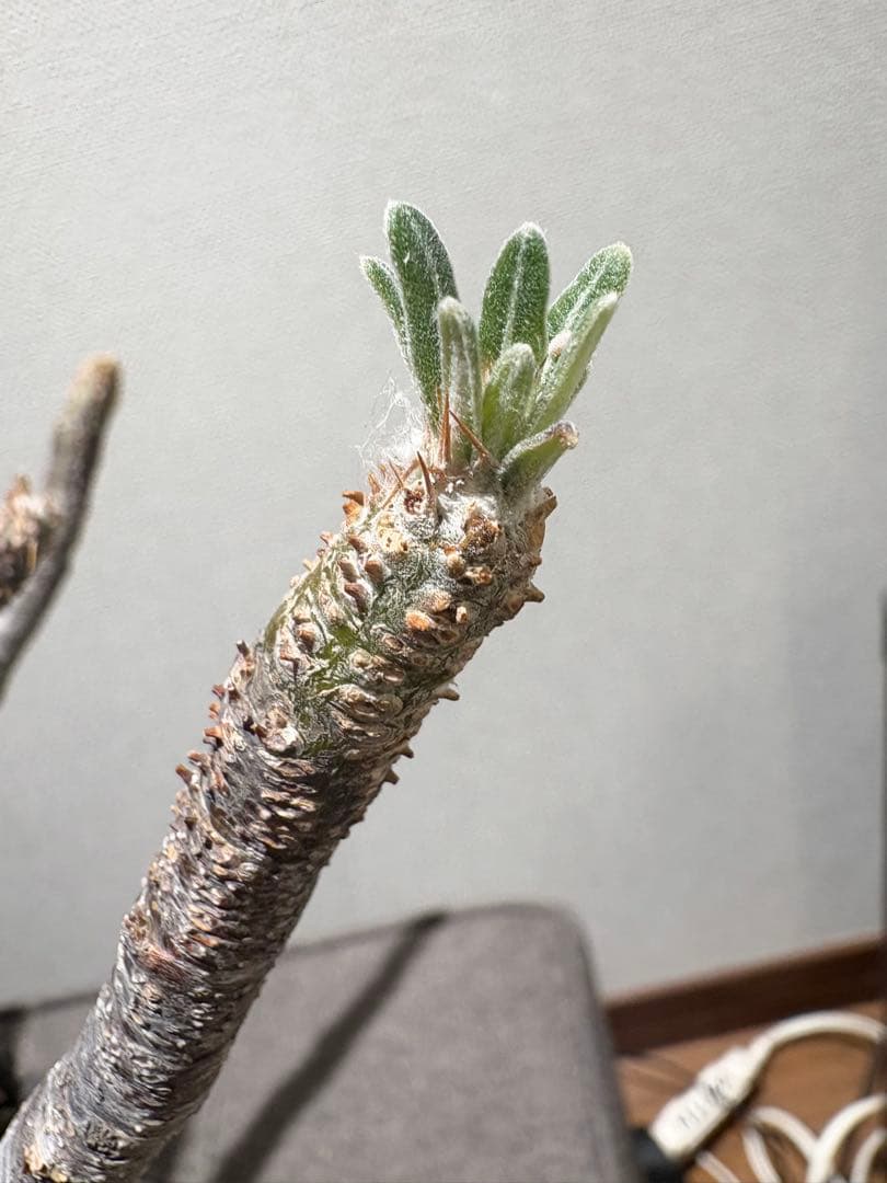 パキポディウム　グラキリス現地株　美株 ワイルドヘブン鉢植え込み