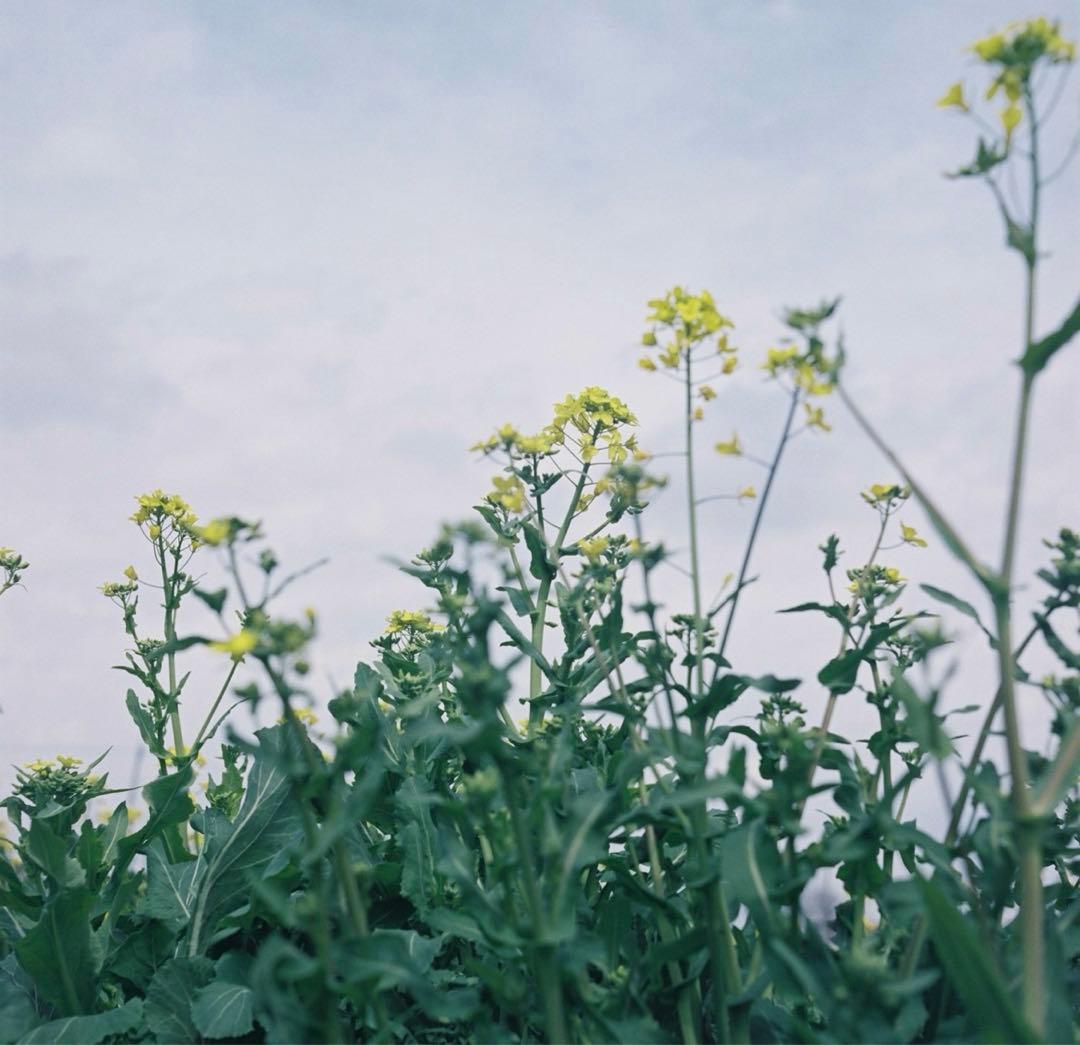 二眼レフ　カメラ　ローライコード