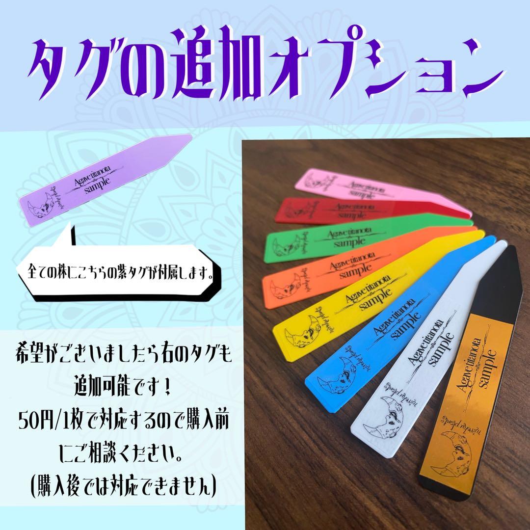 【現物出品】2121 【鉢のまま発送】 アガベ ホリダ