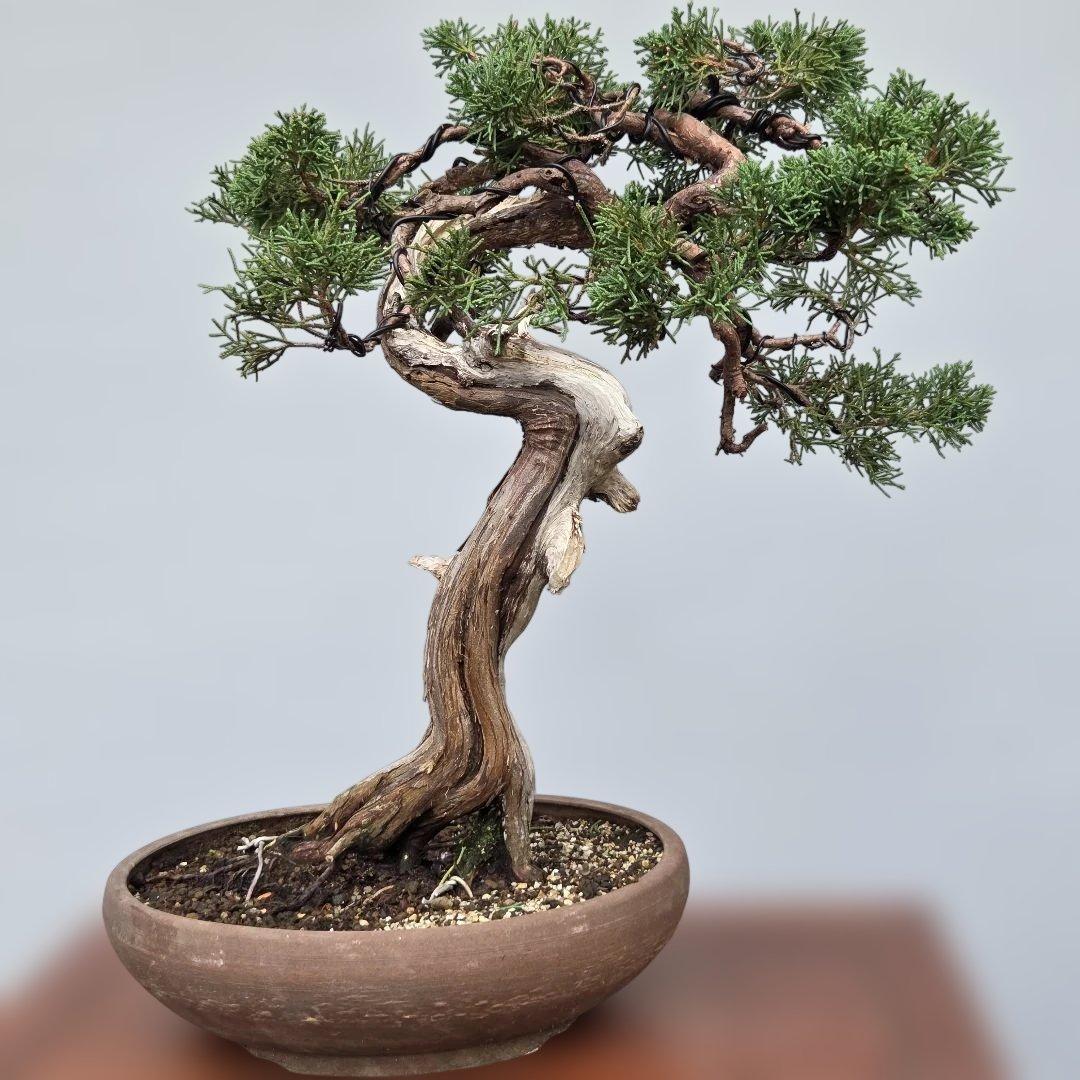 真柏　[模様木]　中品盆栽