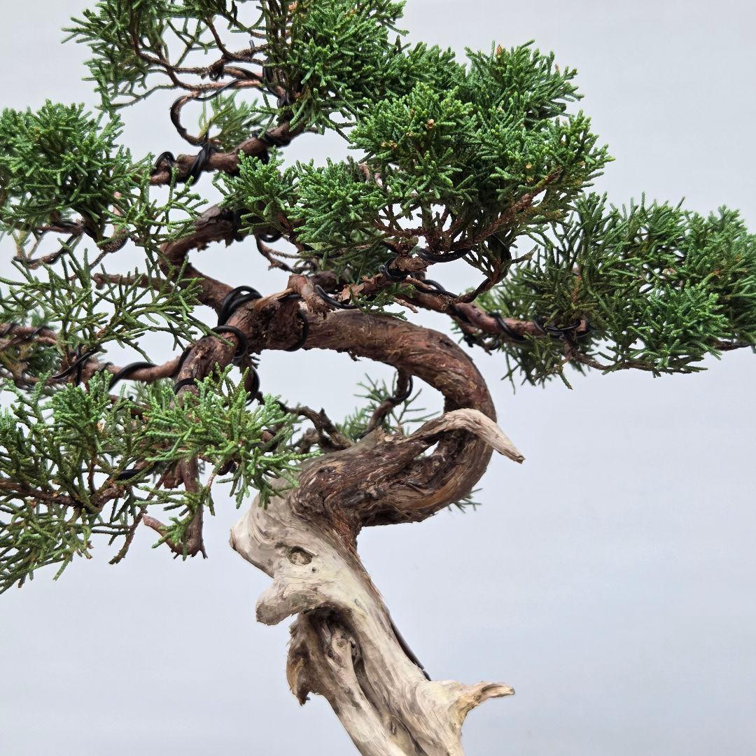 真柏　[模様木]　中品盆栽