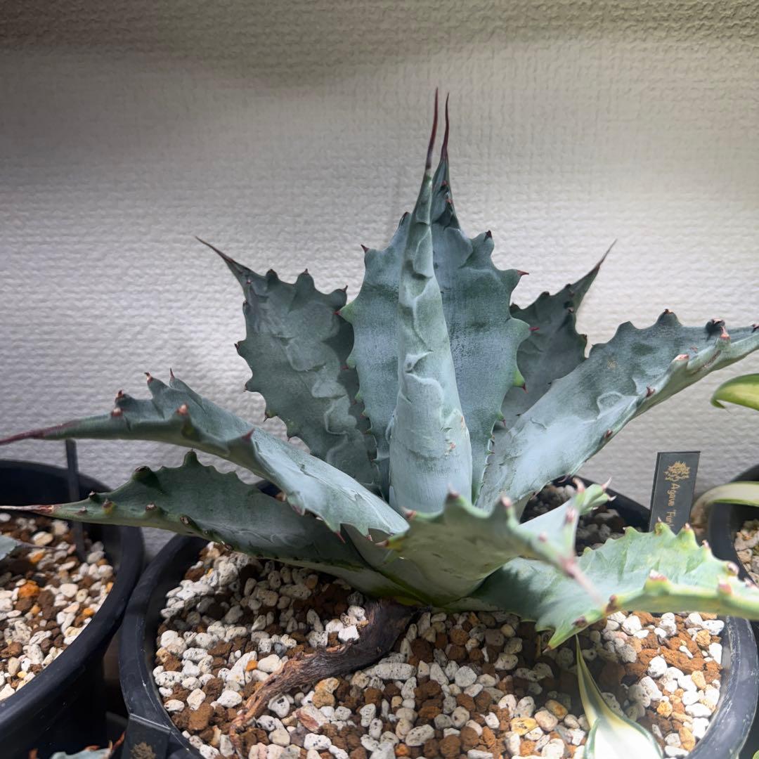 アガベ　ファンキートゥース　× マルガリータ　ハイブリッド