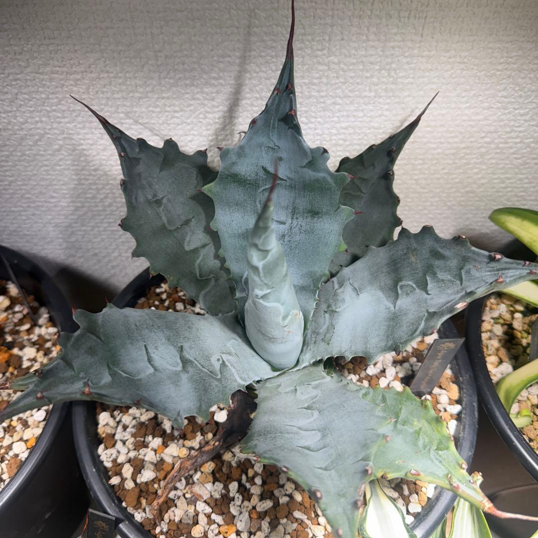 アガベ　ファンキートゥース　× マルガリータ　ハイブリッド