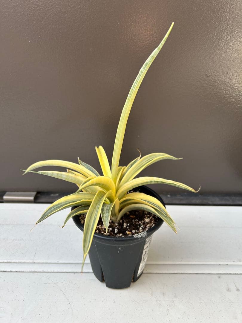 サンセベリア　サイアム　ゴールド　4号鉢