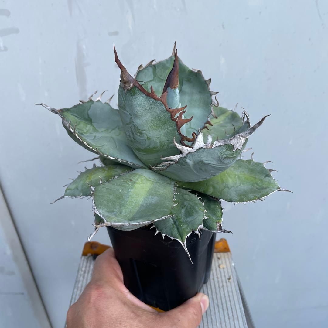 アガベ　チタノタ　‘1981’ 極上ブルー　中斑模様　オテロイ　珍品