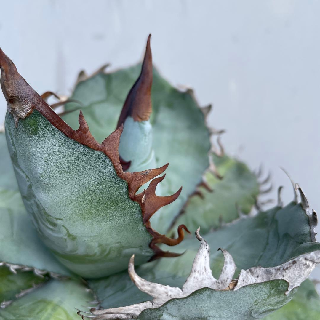 アガベ　チタノタ　‘1981’ 極上ブルー　中斑模様　オテロイ　珍品