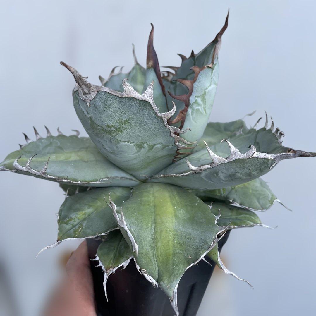 アガベ　チタノタ　‘1981’ 極上ブルー　中斑模様　オテロイ　珍品