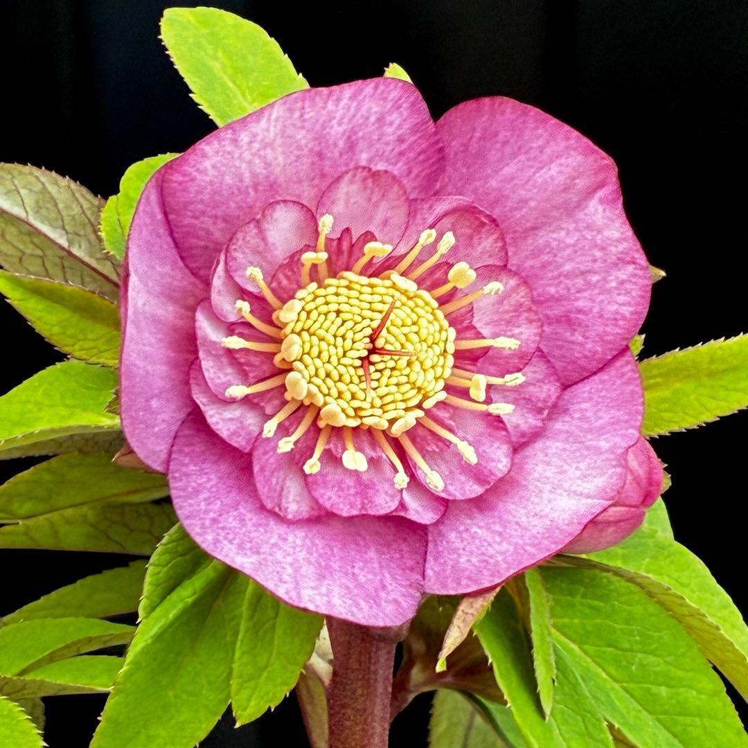 A*️様 3587☘️蕾花付き☘️極上☘️7号☘️⭐️SD⭐️ピンクオーレア⭐️