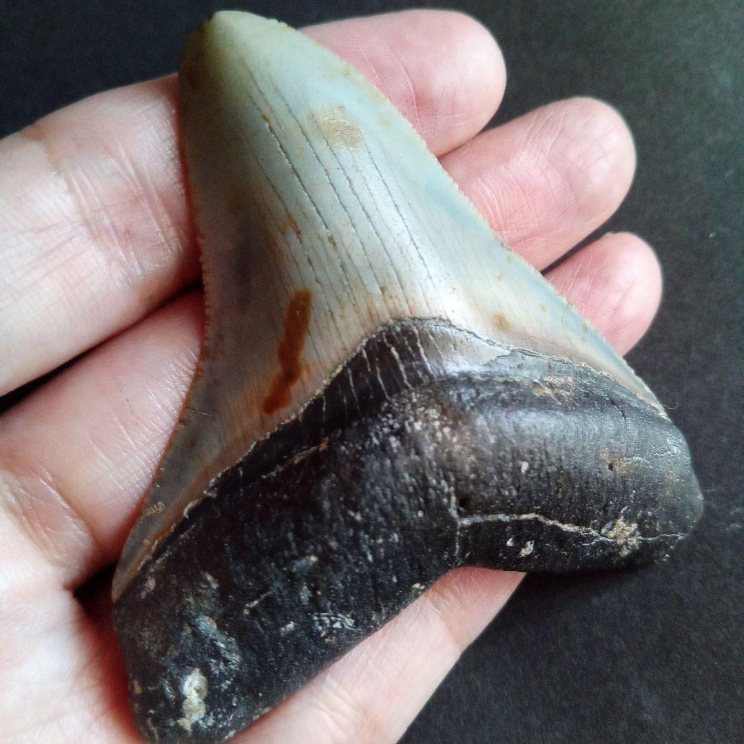 サメ　歯化石　メガロドン　USA　完全体　美麗