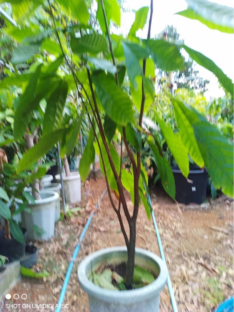 希少　カカオ苗木(大) チョコレートの木