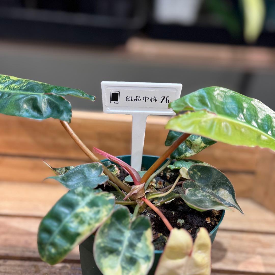 さ**様 26 フィロデンドロン　ビレッタエ　ビレッティア　斑入り　美斑