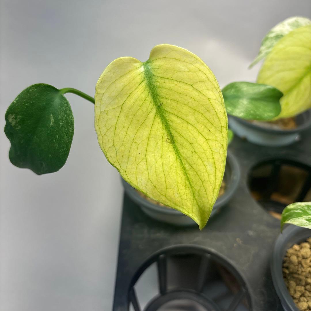 S*T様 5株セットL037【特別選抜】ホワイトモンスター／天津蘭 モンステラ斑