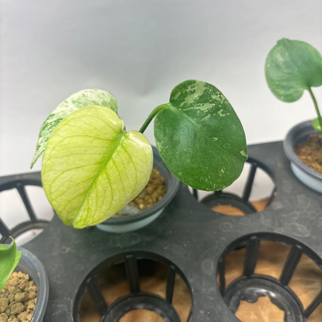 S*T様 5株セットL037【特別選抜】ホワイトモンスター／天津蘭 モンステラ斑