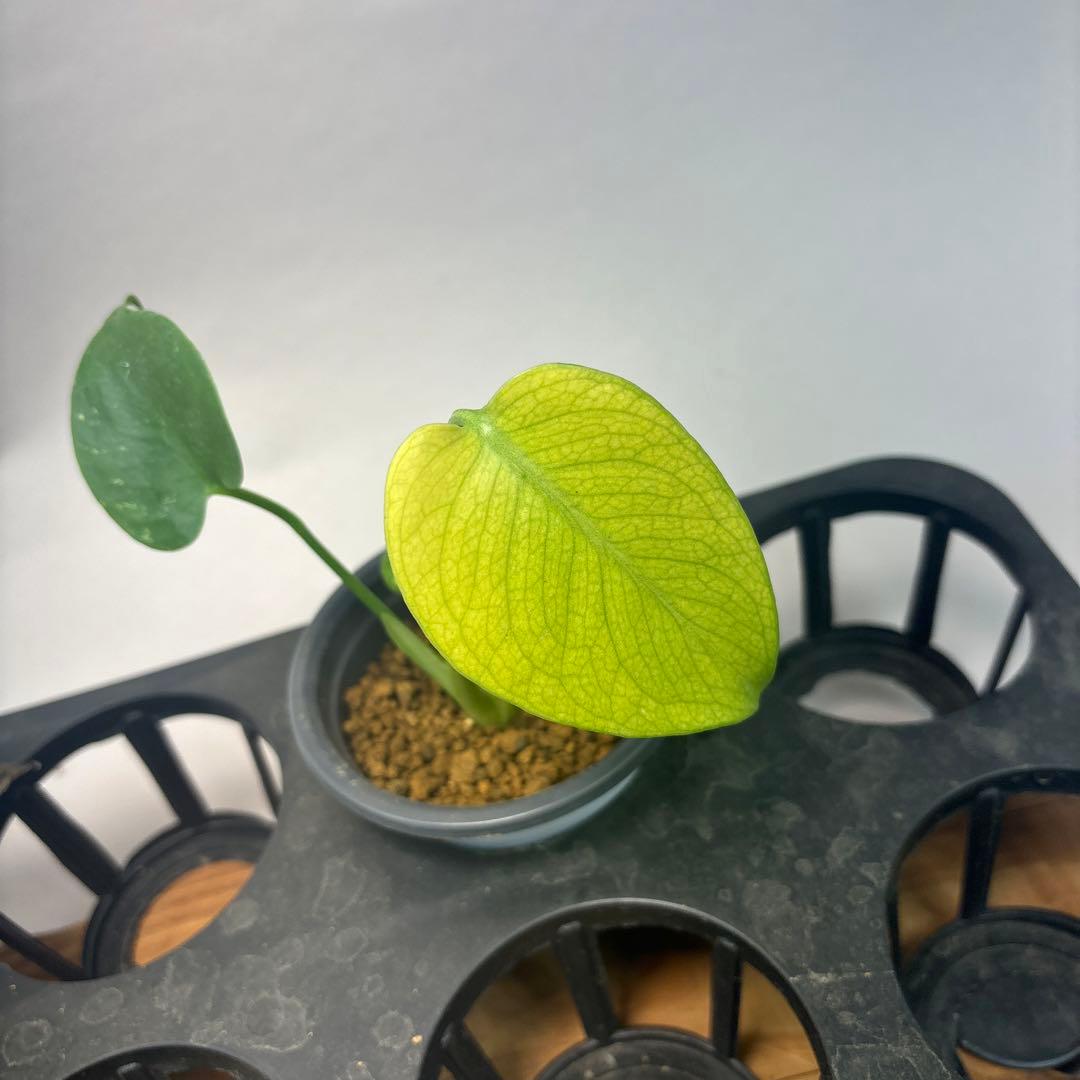 S*T様 5株セットL037【特別選抜】ホワイトモンスター／天津蘭 モンステラ斑